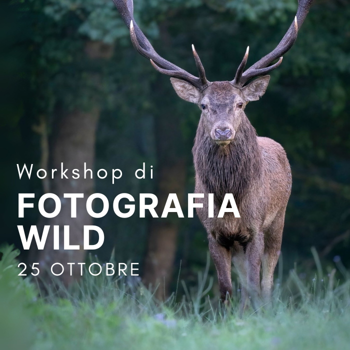 Workshop di Fotografia Wild - prima parte 25 Ottobre